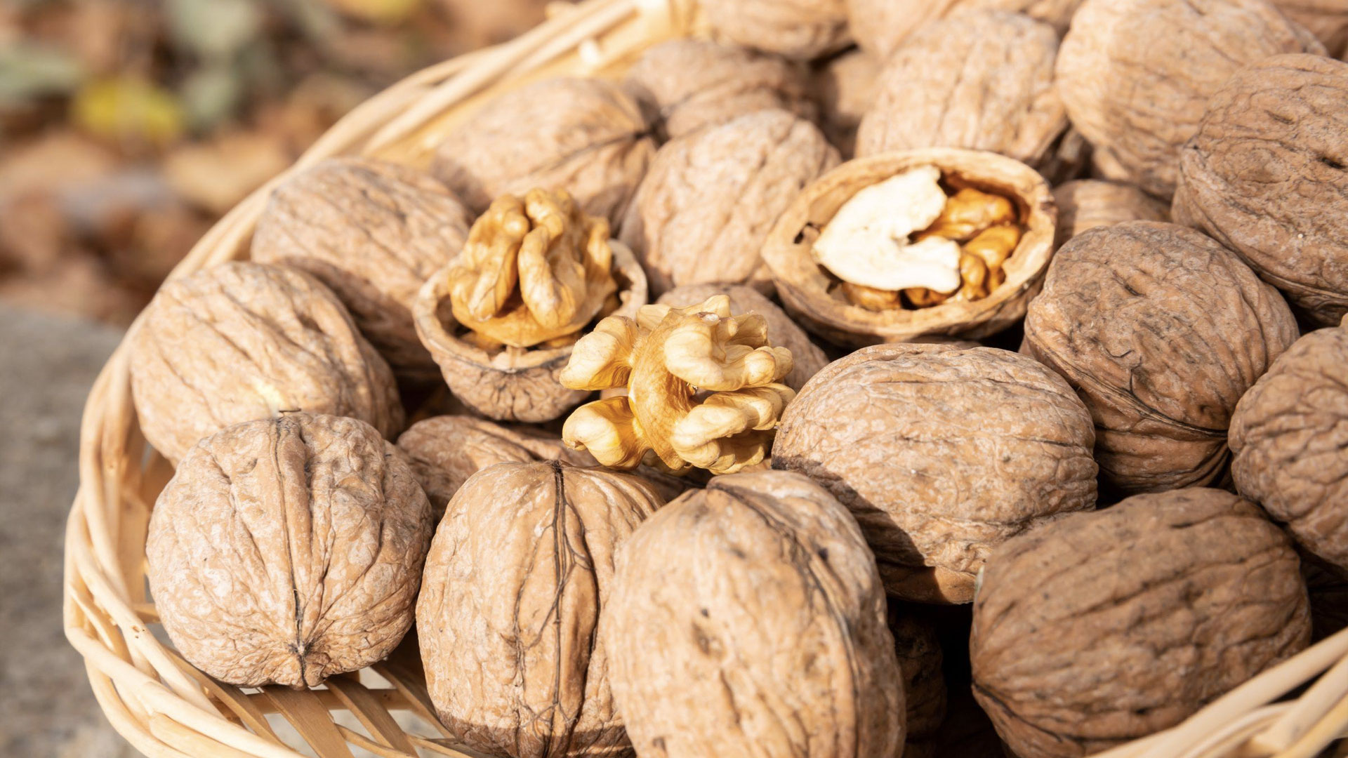 Agrofarm trader The best agro products at the best rates